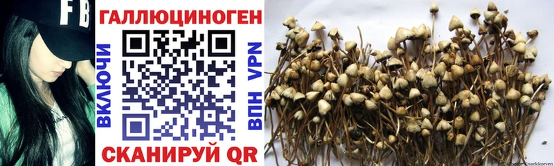 omg вход  Чкаловск  Галлюциногенные грибы Psilocybine cubensis 